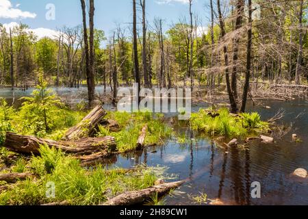 Una palude in Rutland, ma Foto Stock