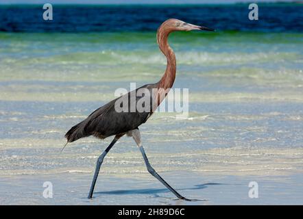 Un'Egret rossastra sulla costa alla ricerca di pesce. Foto Stock