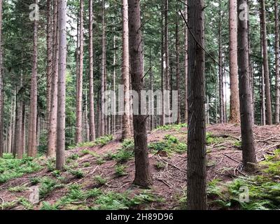 Foresta Foto Stock