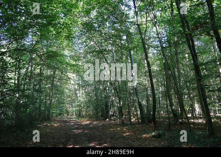 Foreste dell'oise Foto Stock