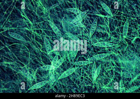 Microsporum Foto Stock