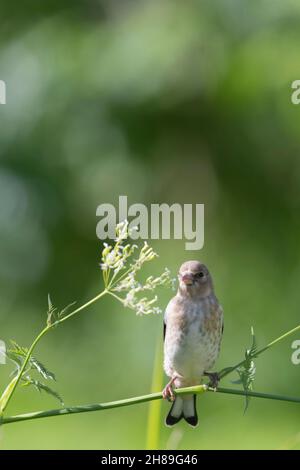 Un Goldfinch Juvenile, o Redcap, (Carduelis Carduelis) arroccato su uno stelo di prezzemolo di mucca (Anthrisco Sylvestris) Foto Stock