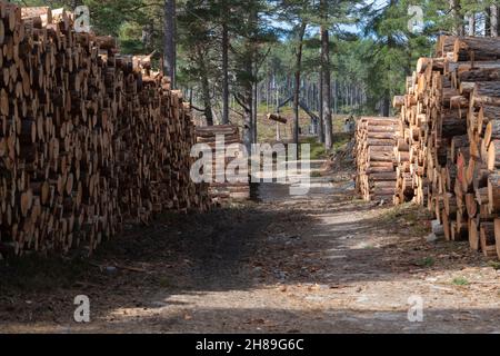 Una Crane visto operare in una foresta nelle Highlands scozzesi, con tronchi di pino scozzese impilati nel primo piano Foto Stock