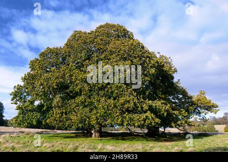 Grande, antico e impressionante castagno dolce (Castanea sativa) fotografato in autunno, Petworth Park, Petworth, West Sussex, Inghilterra, REGNO UNITO Foto Stock
