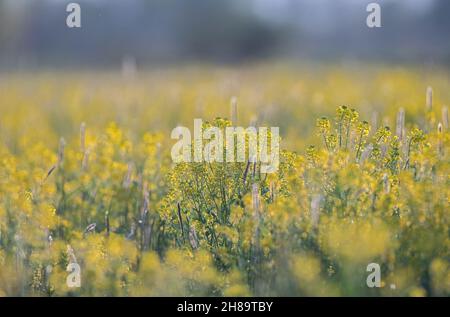 Bella gallinella gialla che cresce in un campo durante la stagione di dummer Foto Stock