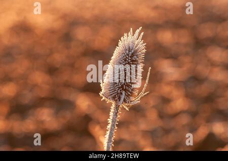 Gelo coperto dipsacus pianta (Selvatica teasel) back list da caldo mattina inverno sole Foto Stock