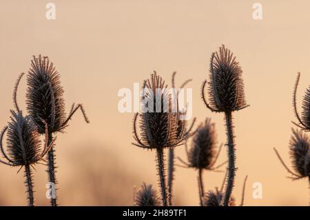 Gelo coperto piante di dipsacus (tè selvatico) back list da caldo presto mattina il sole di inverno Foto Stock