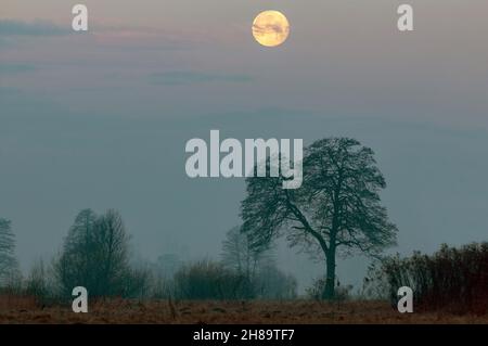 Luna che sale sopra un albero e paesaggio in prima serata Foto Stock