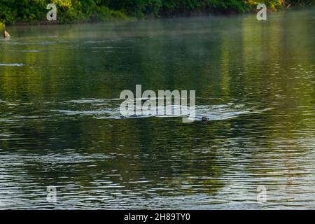 Lontre giganti che pescano nel fiume Cristalino nella parte di stato del Mato Grosso dell'Amazzonia Foto Stock