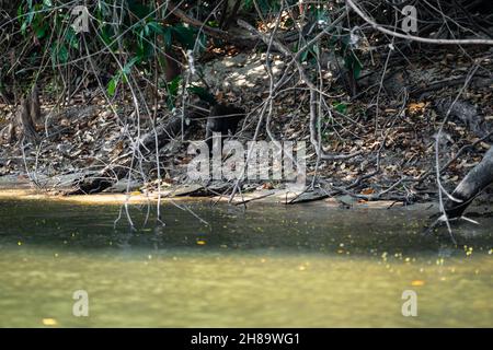 Lontre giganti che pescano nel fiume Cristalino nella parte di stato del Mato Grosso dell'Amazzonia Foto Stock