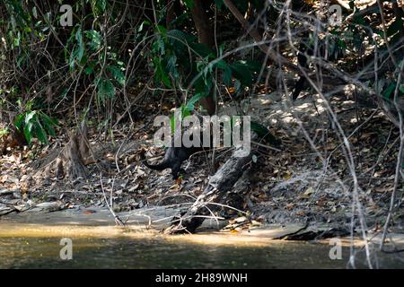 Lontre giganti che pescano nel fiume Cristalino nella parte di stato del Mato Grosso dell'Amazzonia Foto Stock