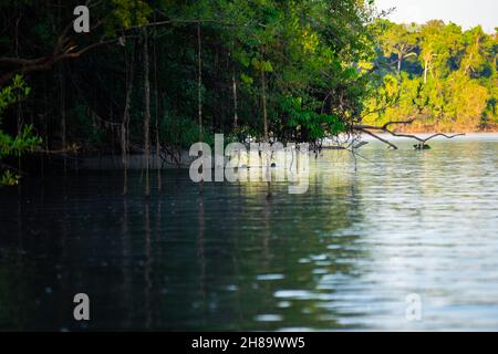 Lontre giganti che pescano nel fiume Cristalino nella parte di stato del Mato Grosso dell'Amazzonia Foto Stock