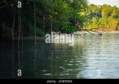 Lontre giganti che pescano nel fiume Cristalino nella parte di stato del Mato Grosso dell'Amazzonia Foto Stock