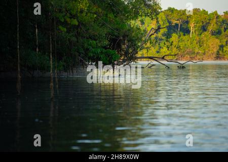 Lontre giganti che pescano nel fiume Cristalino nella parte di stato del Mato Grosso dell'Amazzonia Foto Stock