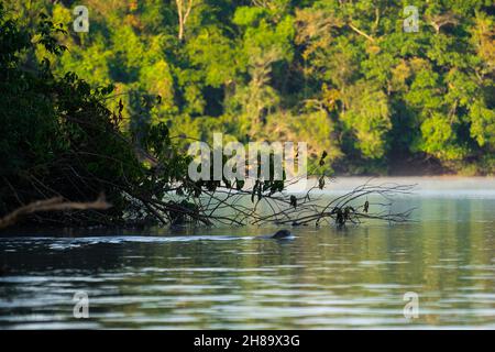 Lontre giganti che pescano nel fiume Cristalino nella parte di stato del Mato Grosso dell'Amazzonia Foto Stock