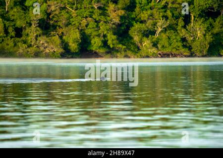 Lontre giganti che pescano nel fiume Cristalino nella parte di stato del Mato Grosso dell'Amazzonia Foto Stock