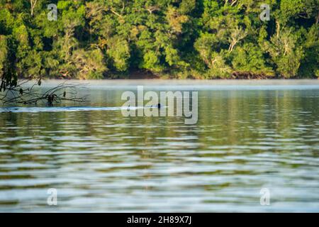 Lontre giganti che pescano nel fiume Cristalino nella parte di stato del Mato Grosso dell'Amazzonia Foto Stock