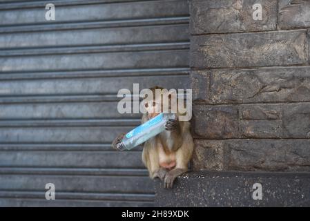 Lop Buri, Tailandia. 28 novembre 2021. Thailandia - Shophouse di fronte a Phra Prang Sam Yod, Provincia di Lopburi un grande gruppo di scimmie occupano questa zona è stata abitata per lungo tempo permettendo alle persone di vivere nella vita quotidiana insieme 28 novembre 2021. (Foto di Teera Noisakran/Pacific Press/Sipa USA) Credit: Sipa USA/Alamy Live News Foto Stock