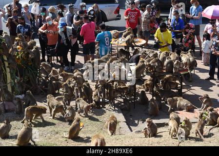 Lop Buri, Tailandia. 28 novembre 2021. Thailandia - Un grande gruppo di scimmie mangia una varietà di frutti il 33 ° Festival di alimentazione delle scimmie si svolge ogni anno. A Phra Prang Sam Yot e Phra Kan Santuario nella città di Lopburi, Domenica 28 novembre 2021. (Foto di Teera Noisakran/Pacific Press/Sipa USA) Credit: Sipa USA/Alamy Live News Foto Stock