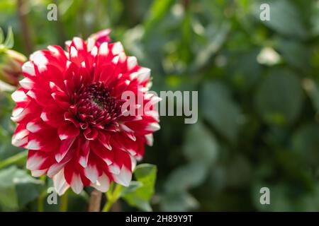 Fubuki multicolore rosso e bianco conosciuto anche come Dahlia, Dalia Phool with White Tips or Fan è genere di girasole, Asteraceae Famiglia. Fiore luminoso Foto Stock