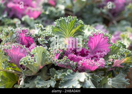 Porpora, rosa e verde cavolo curly come Ornamental Kale pianta è genere di Brassica oleracea. Fuoco selettivo su appartamento ibrido culinario luminoso di fioritura Foto Stock