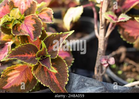 Foglie colorate di Coleus genere di Lamiaceae Famiglia con motivo e le tonalità testurizzato di Viola, Rosso, arancione, Rosa, Verde e giallo Foto Stock