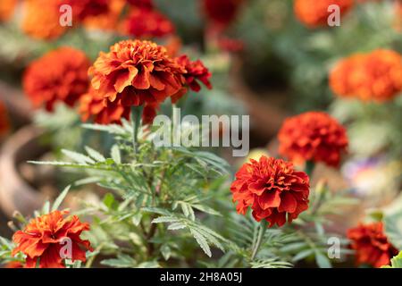 Marroni o marroni marigold Genda Phool. Fiore luminoso in fiore alla luce del giorno su foglie verde sfocate sfondo Foto Stock