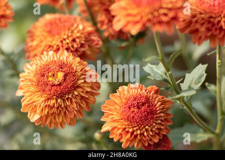 Il crisanthemum conosciuto come Chrysanths, Guldavari indiano o Guldawari Phool originario dell'Asia orientale è genere della famiglia delle Asteraceae. Fiore luminoso in fiore Foto Stock