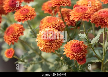 Il crisanthemum conosciuto come Chrysanths, Guldavari indiano o Guldawari Phool originario dell'Asia orientale è genere della famiglia delle Asteraceae. Fiore luminoso in fiore Foto Stock