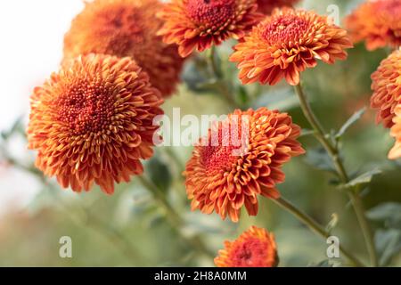 Il crisanthemum conosciuto come Chrysanths, Guldavari indiano o Guldawari Phool originario dell'Asia orientale è genere della famiglia delle Asteraceae. Fiore luminoso in fiore Foto Stock