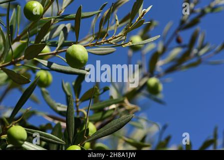Rami d'oliva in autunno con foglie verdi e olive verdi su di essi, all'aperto contro un cielo blu Foto Stock