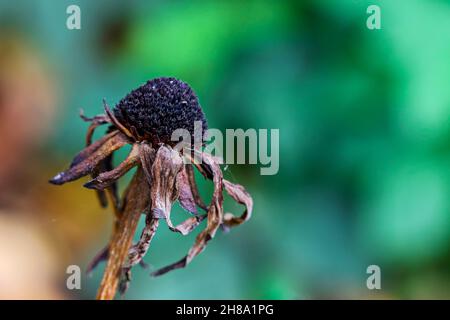Coniflower appassito con petali essiccati alla fine del ciclo di vita. Sfondo verde sfocato, spazio di copia a destra. Concetto di invecchiamento. Dublino, Irlanda Foto Stock