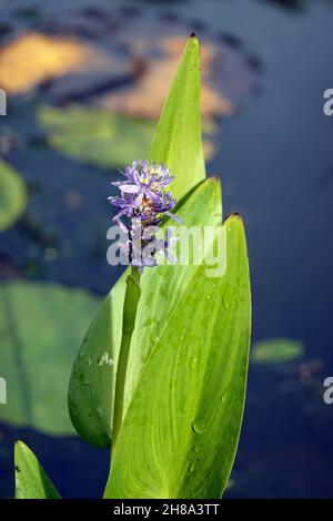 Herzblättriges Hechtkraut (Pontederia cordata) blühend Foto Stock