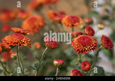 Il crisanthemum conosciuto come Chrysanths, Guldavari indiano o Guldawari Phool originario dell'Asia orientale è genere della famiglia delle Asteraceae. Fiore luminoso in fiore Foto Stock