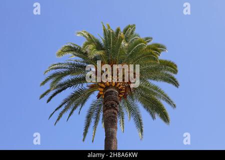Palm tree with its green leaves can be seen against blue sky background. Foto Stock