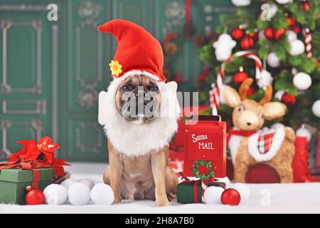 Cane Bulldog francese con simpatico costume di elfo di Natale seduto di fronte all'albero decorato Foto Stock