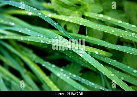 Lame per erba con gocce di pioggia sulla superficie Foto Stock