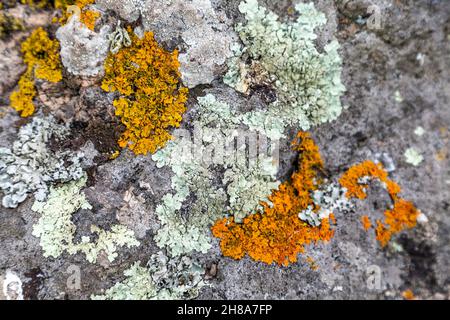 Il verde chiaro e il lichene arancione coprono una roccia a Corwnall, Penwith Peninsula, Regno Unito Foto Stock