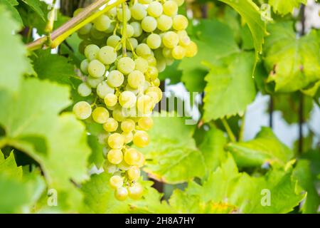 Mature grappoli di uva bianca su un vigneto in estate. Buona raccolta per la produzione di prosecco o spumante. Foto Stock