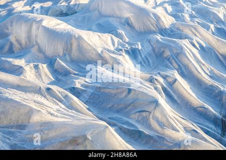 Piantagione di porri ricoperta di agro-fibra che soffia nel vento. Bella texture di tessuto non tessuto. Spunbond nell'agroindustria. Effetto serra Foto Stock