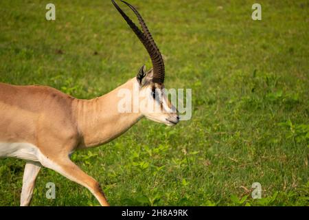 Primo piano di borse Gazelle, nome scientifico: Gazella granti, robertsi o Swala granti a Swaheli, nel Parco Nazionale di Ngorogoro, Tanzania Foto Stock