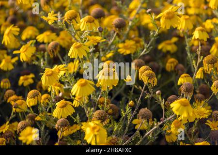Vista dall'alto in basso di molti fiori selvatici gialli in un campo Foto Stock
