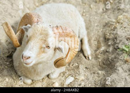 il ariete di bighorn si trova a terra e si riposa Foto Stock