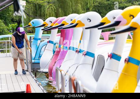 Un operaio collega le barche colorate del cigno allo stagno della barca sullo stagno di Shinobazu nel parco di Ueno, Tokyo, Giappone. Foto Stock