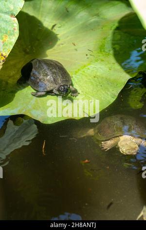 Una tartaruga amur softshell, chiamata anche Suppon, si trova su una sacra foglia di loto allo stagno di Shinobazu in Ueno Park, Tokyo, Giappone. Foto Stock