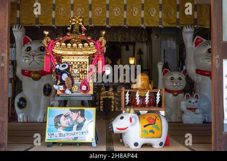 Le statue del gatto Lucky decorano l'interno del Santuario di Imado Jinja, un santuario Shinto dedicato alla ricerca dell'amore ad Asakusa, Tokyo, Giappone. Il tempio è noto per le figurine “Maneki Neko” o “beckoning Lucky Cat”. Foto Stock