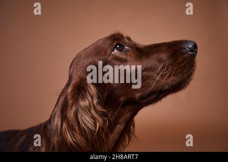 Ritratto della vista laterale di un bel cane irlandese Setter seduto su sfondo marrone in studio Foto Stock