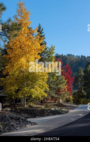 Viale alberato a Prescott, Arizona composto da Quaking Aspens, Red Maples e Ponderosa Pines Foto Stock