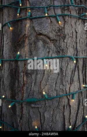 Piccoli bulbi gialli su filo verde intrecciato decorare la corteccia ruvida di un tronco di albero. Foto Stock