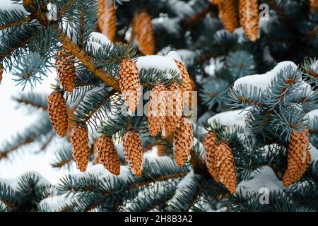 Coni di conifera di pino blu Strobilus Foto Stock